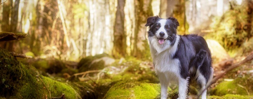 Training Your Border Collie For Search And Rescue