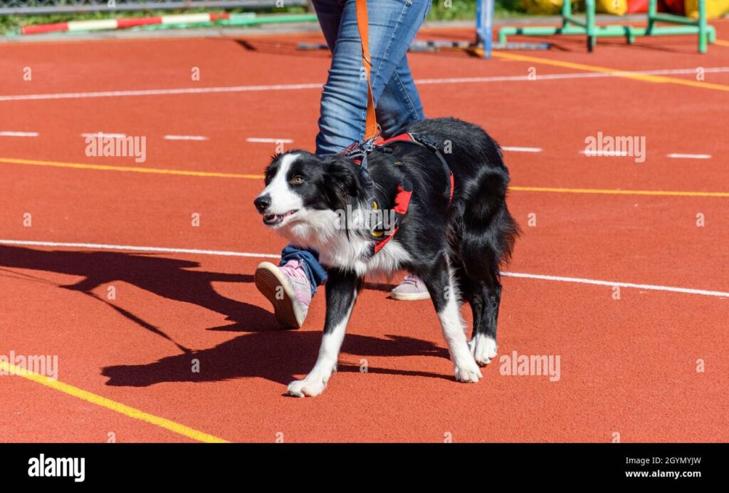 Training Your Border Collie For Search And Rescue