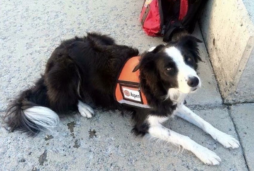 Training Your Border Collie For Search And Rescue