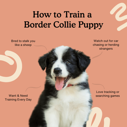 Traveling With A Border Collie: A Guide