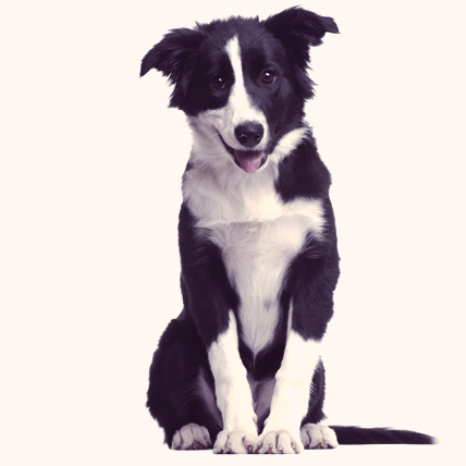 Traveling With A Border Collie: A Guide