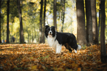 Traveling With A Border Collie: A Guide