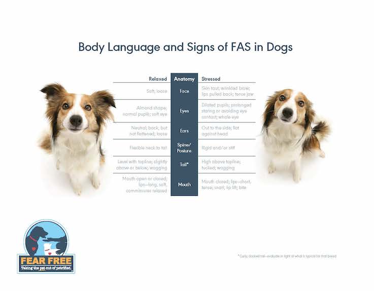 Understanding Border Collie Body Language