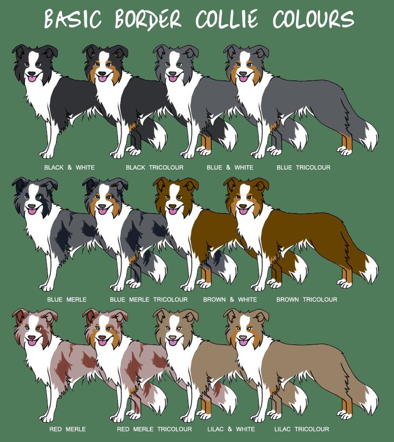 Understanding Border Collie Color Variations