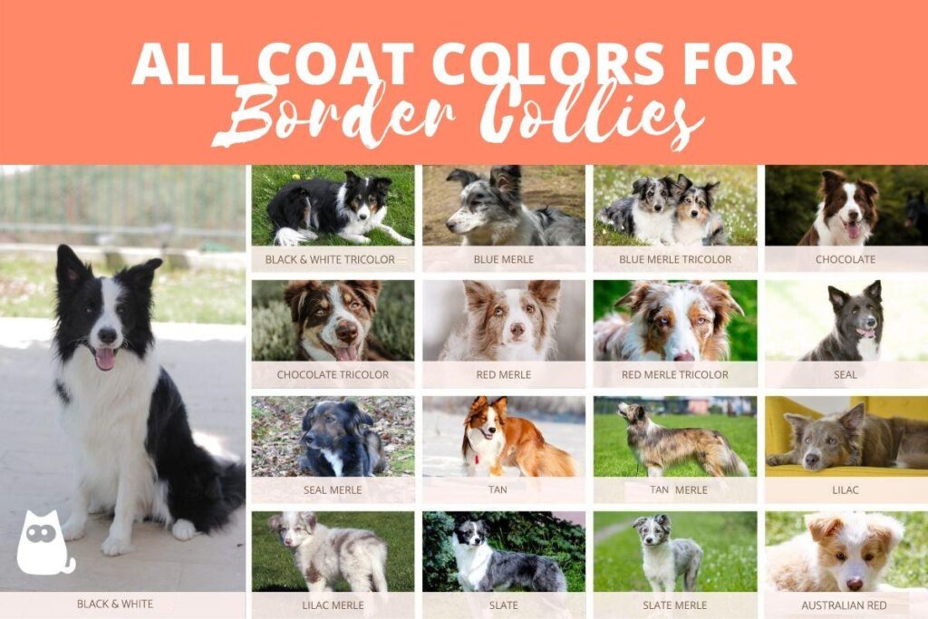 Understanding Border Collie Color Variations