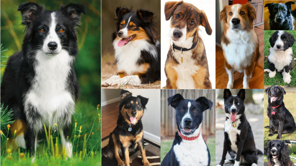 Understanding Border Collie Mixes