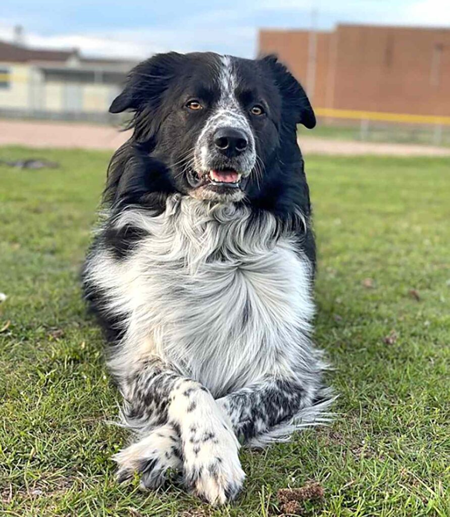 Understanding Border Collie Mixes