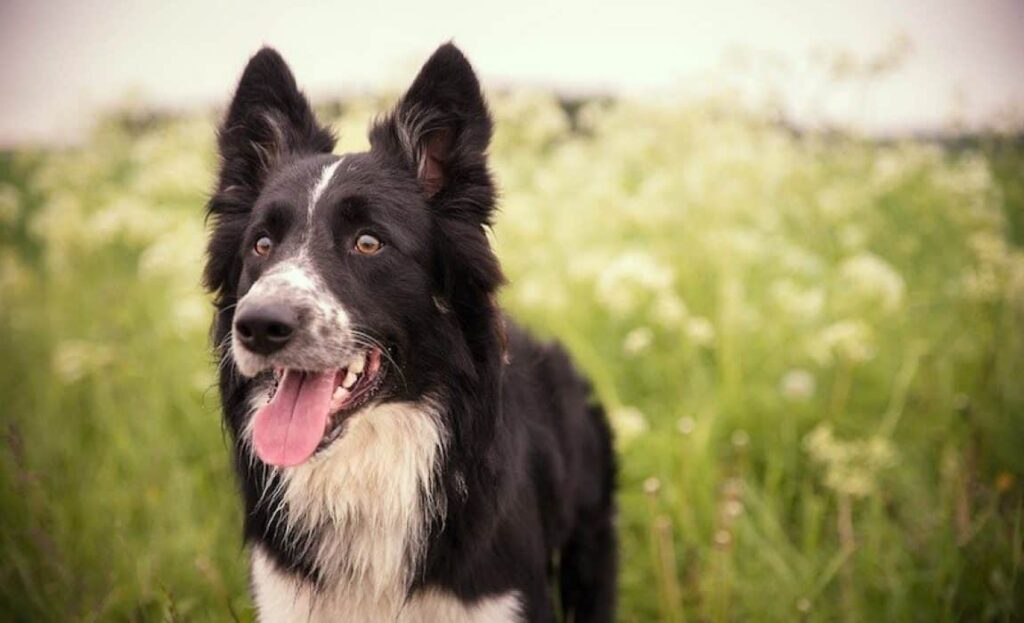 Understanding Border Collie Mixes