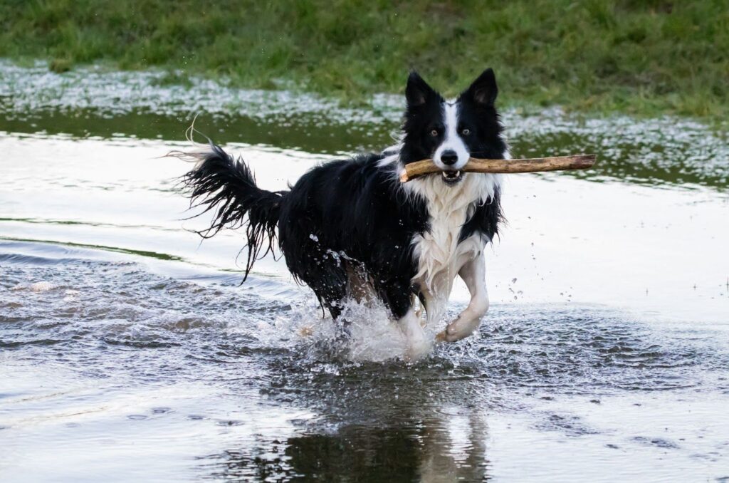 Understanding The Border Collies Barking Behavior