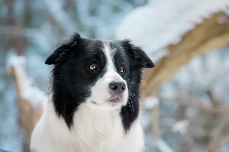 Understanding The Border Collies Barking Behavior