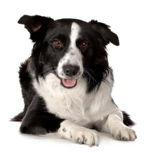 Understanding The Border Collies Barking Behavior