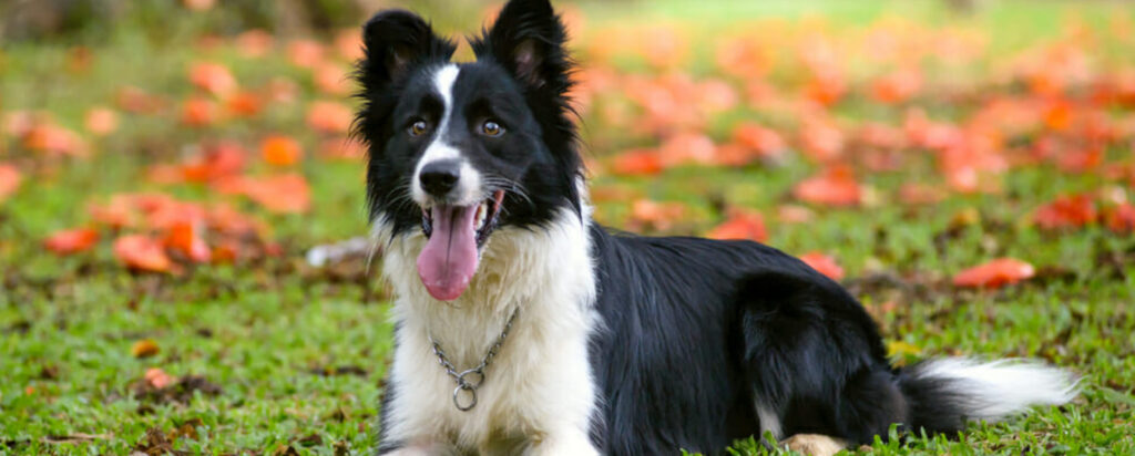 Understanding The Border Collies Barking Behavior