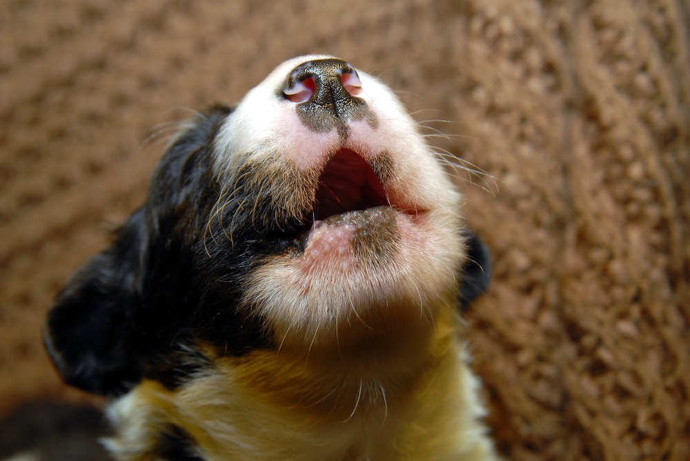 Understanding the Border Collies Distinct Vocal Communication