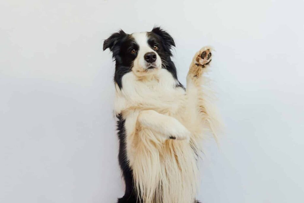 Understanding the Border Collies Distinct Vocal Communication