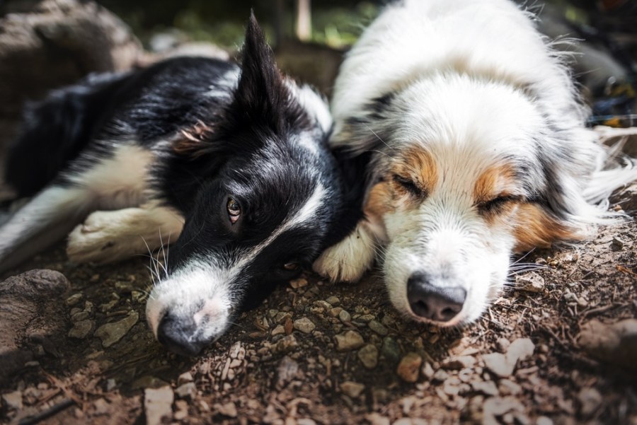 Understanding the Border Collies Distinct Vocal Communication