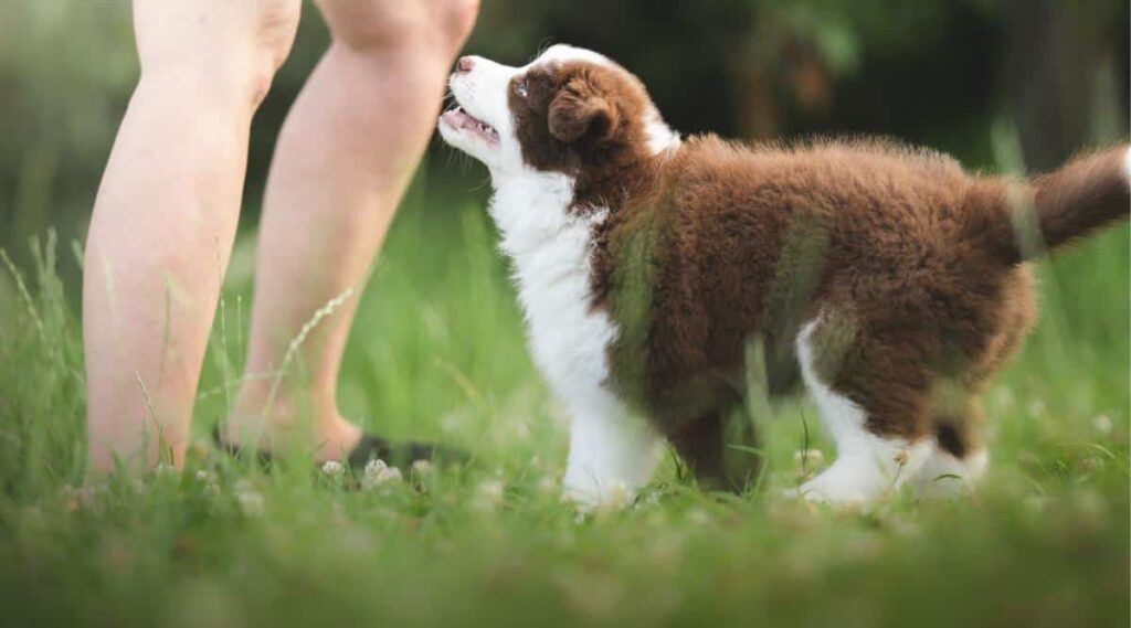 Understanding The Border Collies Growth Stages