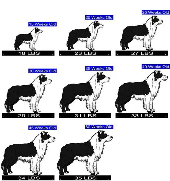 Understanding The Border Collies Growth Stages