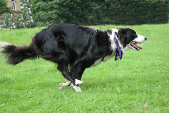 Understanding The Importance Of Exercise For Your Border Collie