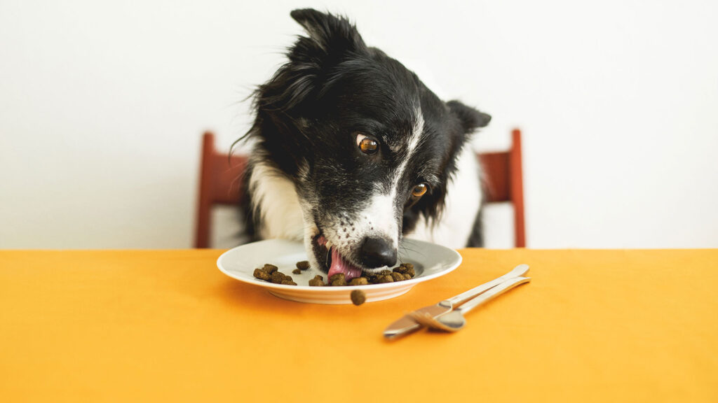 Understanding Your Border Collies Nutritional Needs