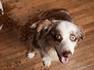 Understanding Your Border Collies Nutritional Needs