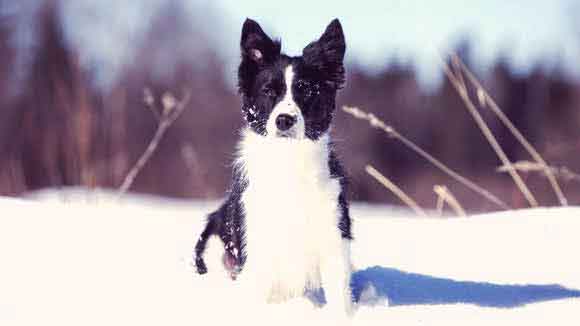 Understanding Your Border Collies Nutritional Needs