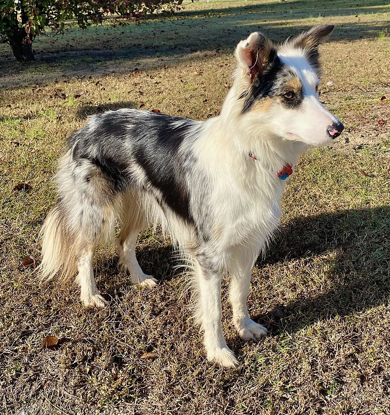 Unique Characteristics Of Border Collies