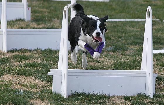 Unleashing Your Border Collies Potential: Flyball Competition Training