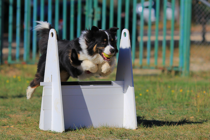 Unleashing Your Border Collies Potential: Flyball Competition Training