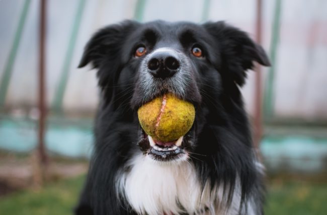Using Border Collies as Therapy Dogs: A Case Study
