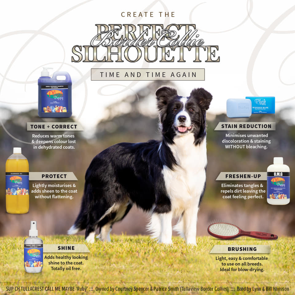 What Makes Border Collies Great For Dog Shows?