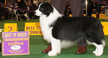 What Makes Border Collies Great For Dog Shows?