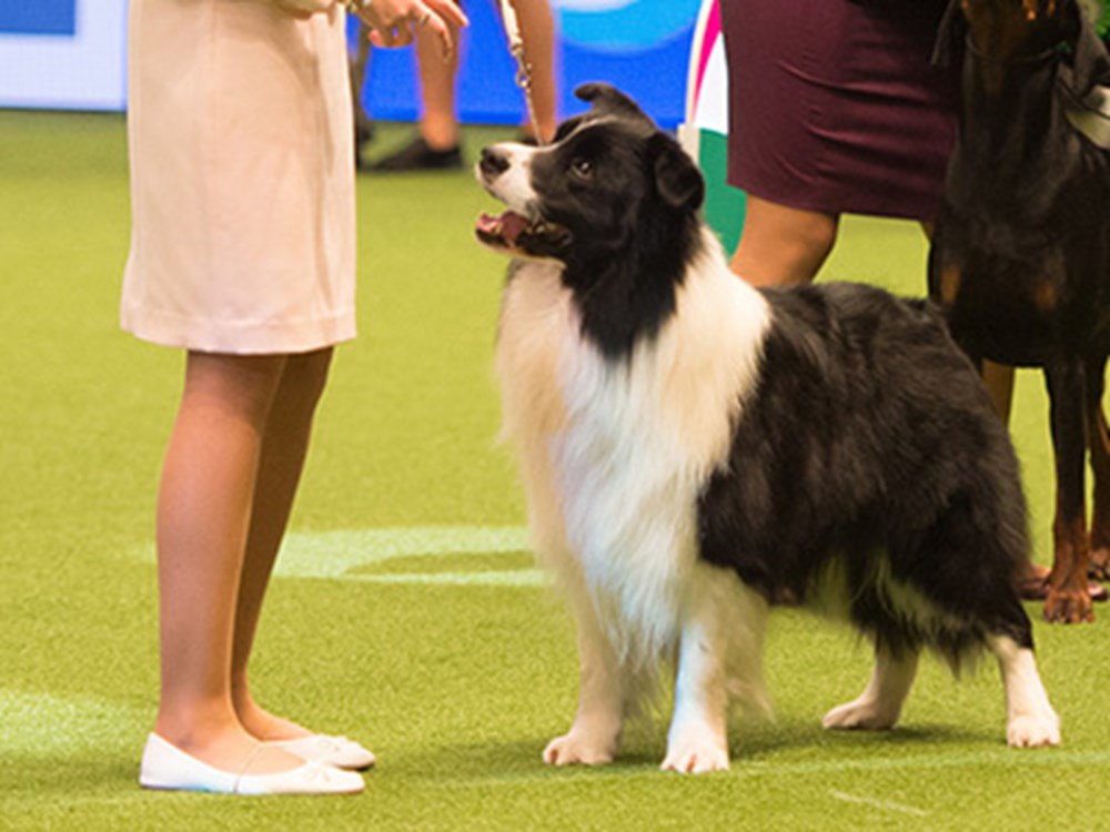 What Makes Border Collies Great For Dog Shows?