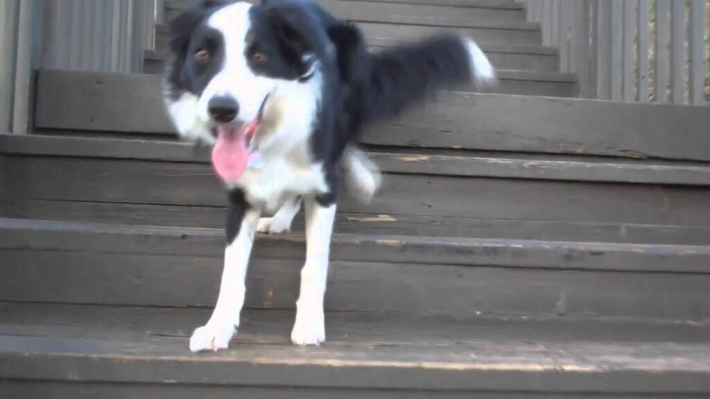 What To Expect With A Border Collies Energy Levels