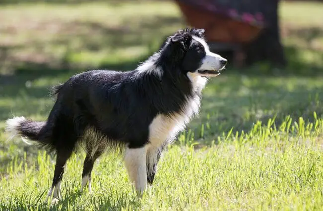 What To Expect With A Border Collies Energy Levels