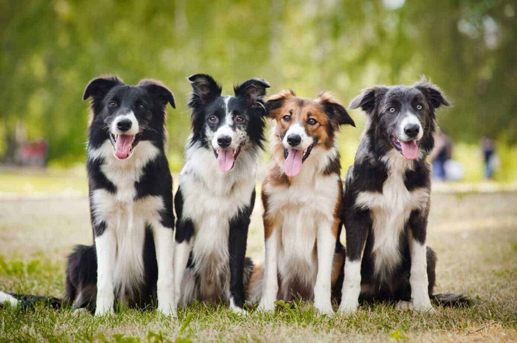 What To Expect With A Border Collies Energy Levels