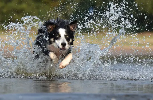 What To Expect With A Border Collies Energy Levels