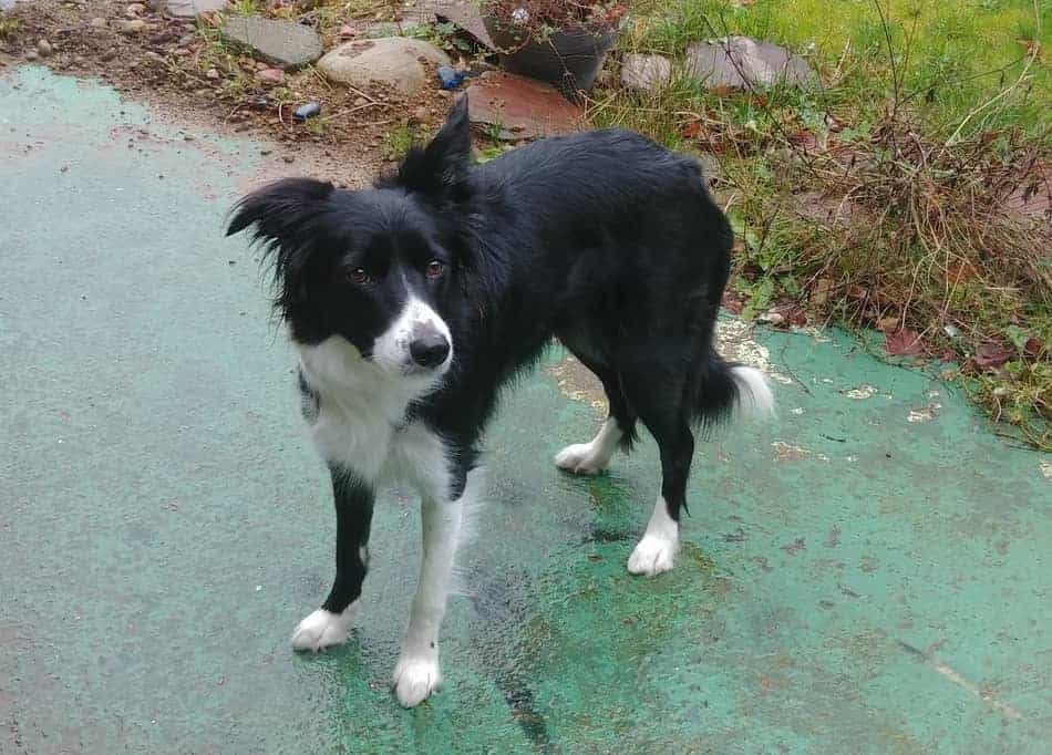 What To Expect With A Border Collies Energy Levels