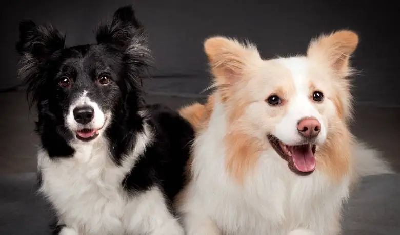 What You Need To Know About Border Collie Coats