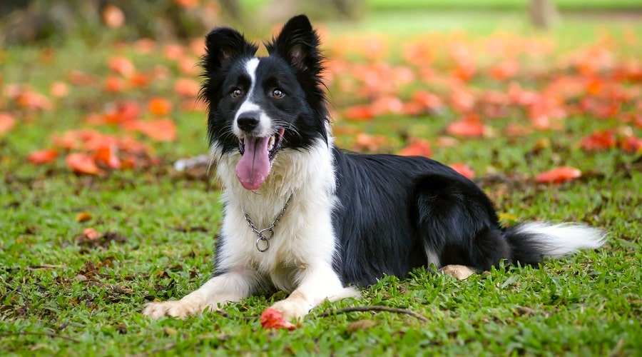 What You Need To Know About Border Collie Coats