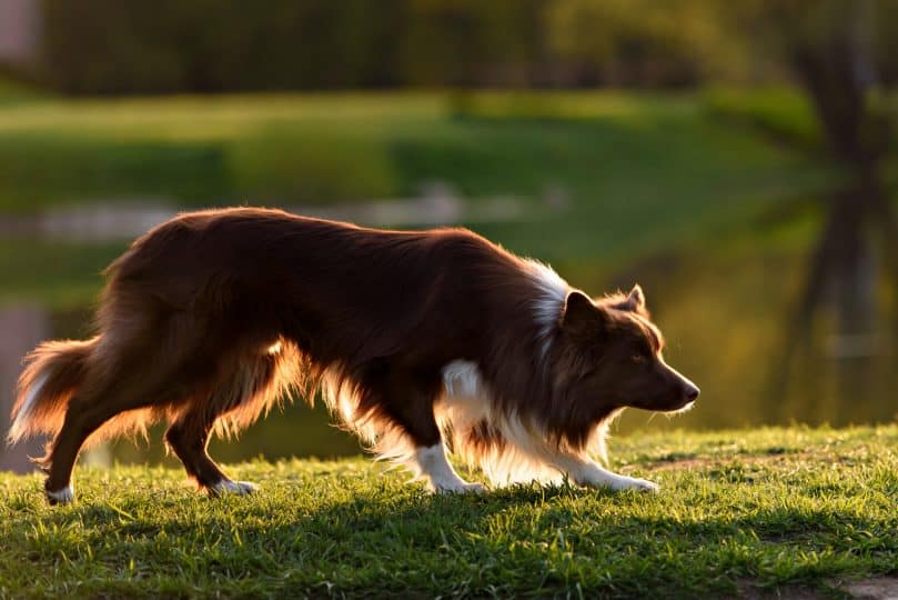 What You Need To Know About Border Collie Coats