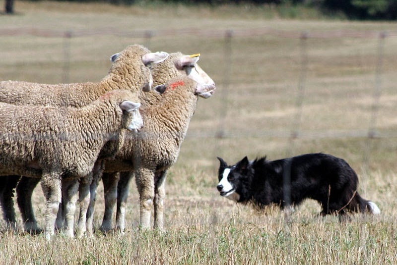 Why Do Border Collies Tend To Herd Children?