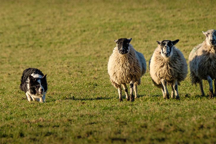 Why Do Border Collies Tend To Herd Children?
