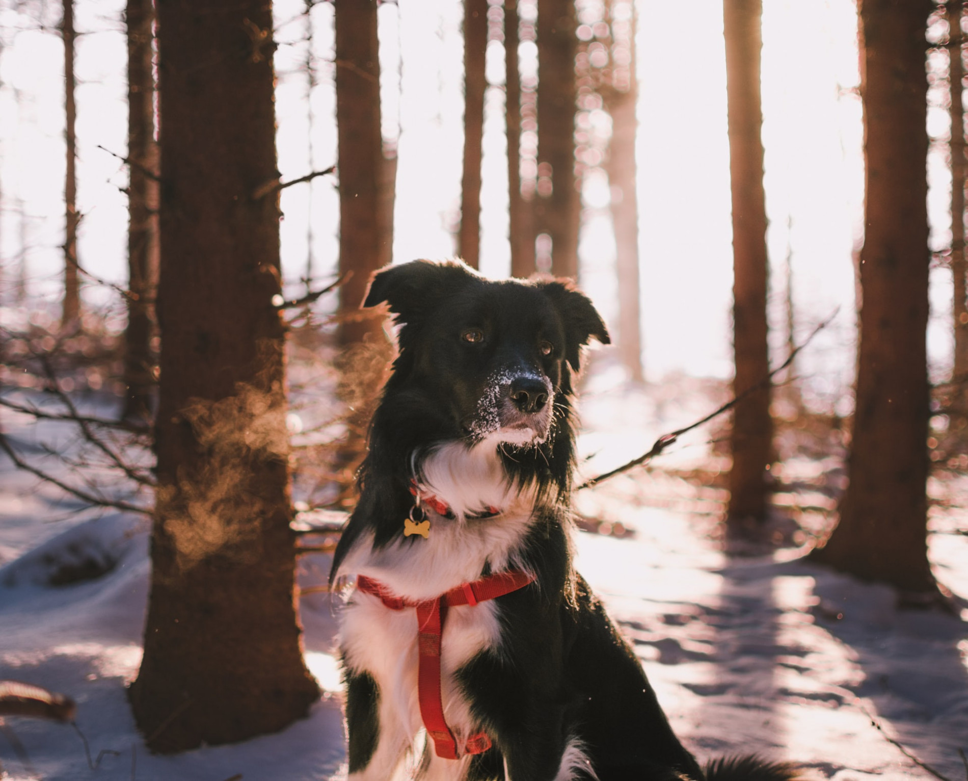 Advice on Bringing Home a Second Border Collie