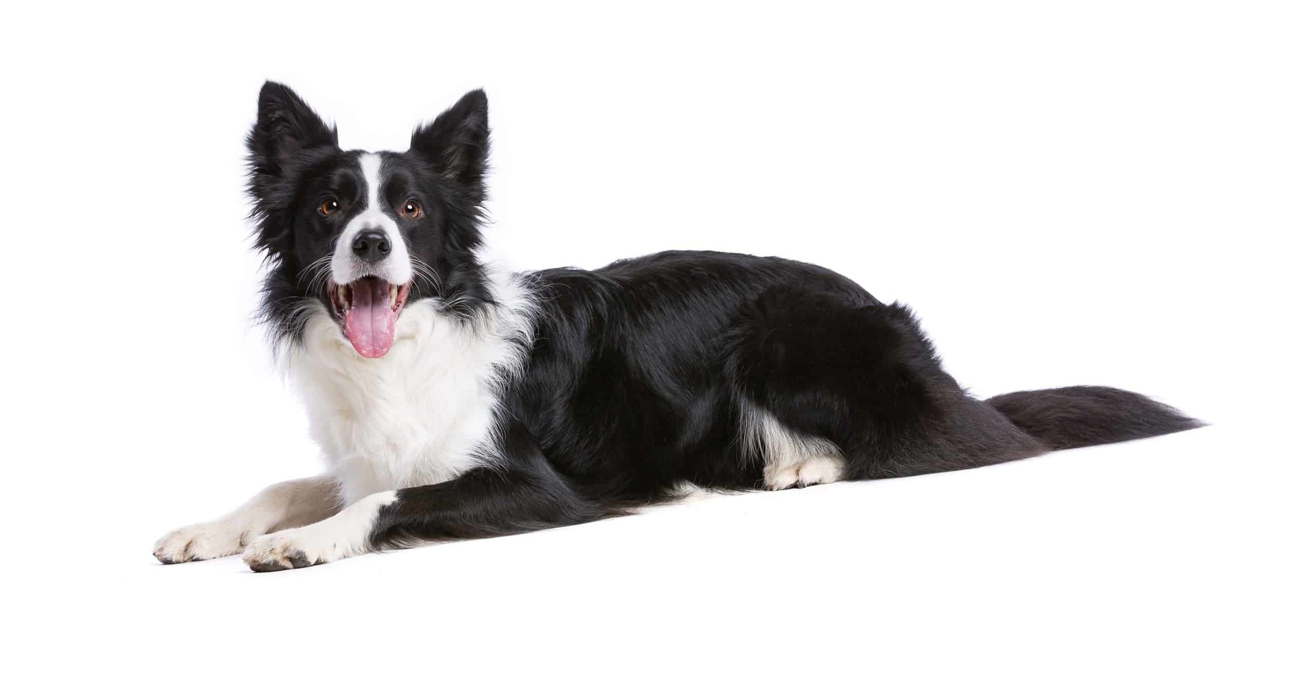 Advice on Bringing Home a Second Border Collie