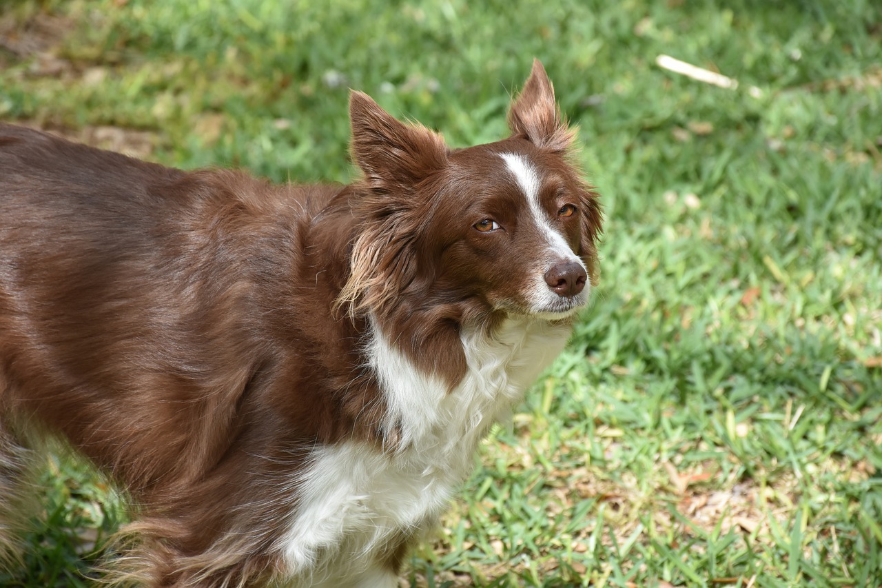 Advice on Bringing Home a Second Border Collie