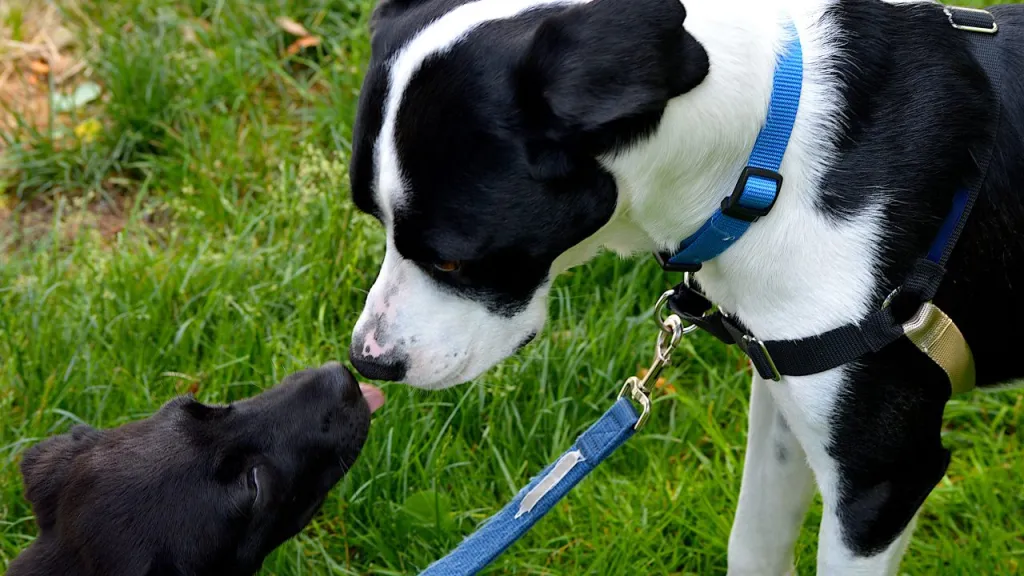 Advice on Bringing Home a Second Border Collie