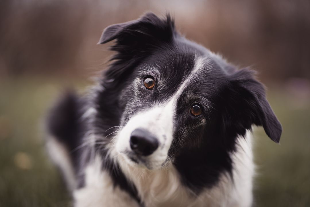 Border Collies: A Valuable Asset in Wildlife Conservation