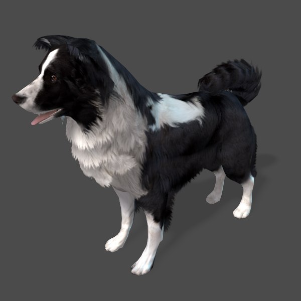 Border Collies: A Valuable Asset in Wildlife Conservation