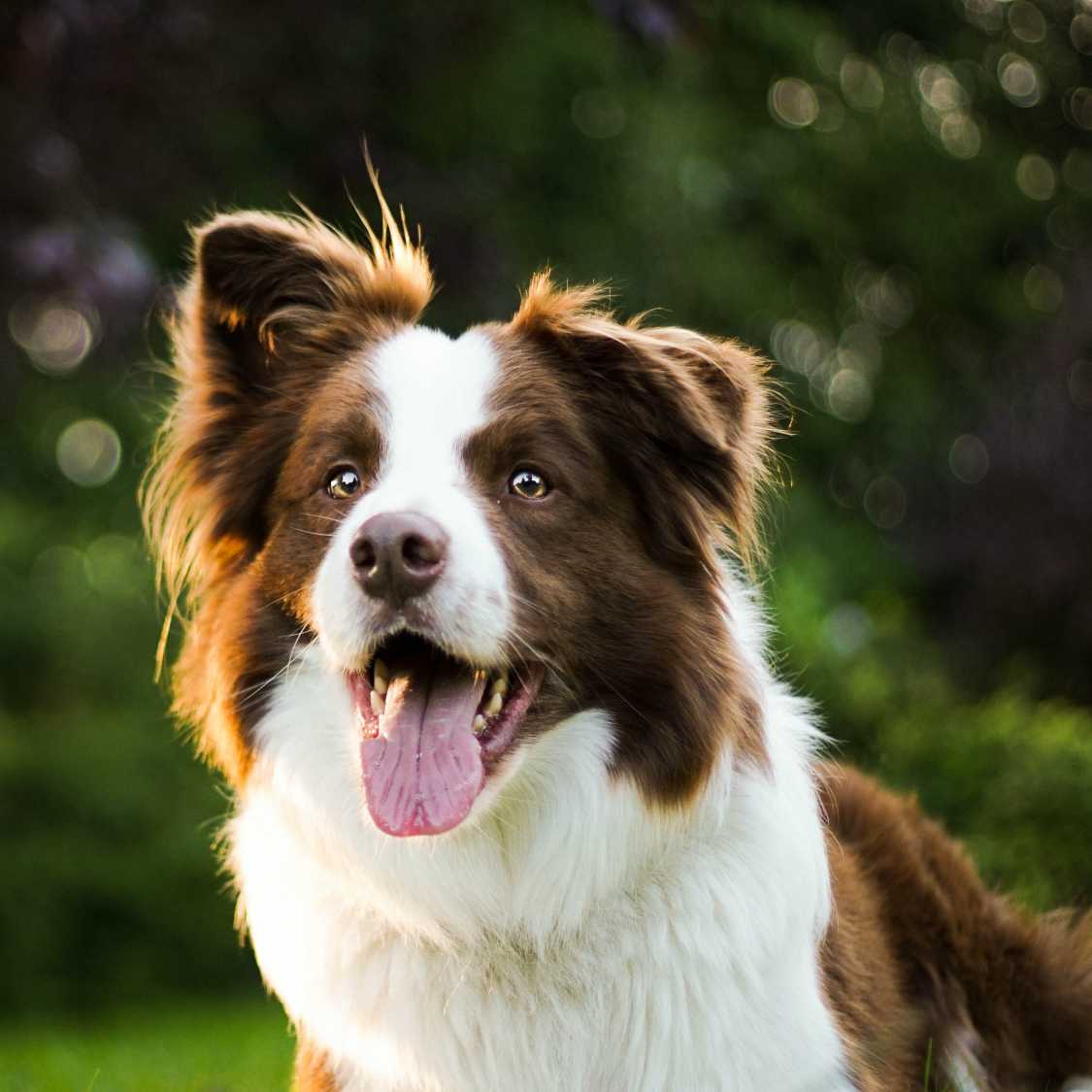 Border Collies: A Valuable Asset in Wildlife Conservation