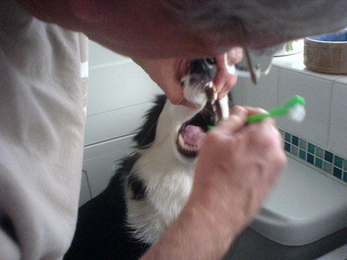 Effective Tips for Brushing Your Border Collies Teeth